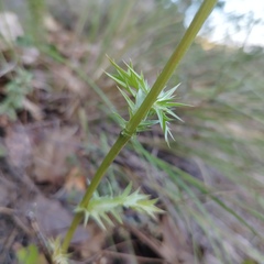 Eryngium heterophyllum
