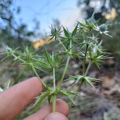 Eryngium heterophyllum