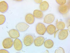 Botryobasidium simile