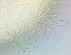 Dacrymyces corticioides