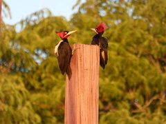Campephilus leucopogon