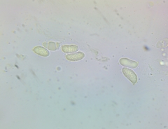 Dacrymyces corticioides