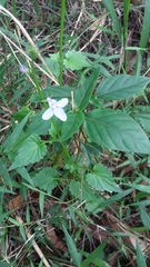 Lobelia trigonocaulis
