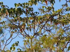 Thamnophilus doliatus