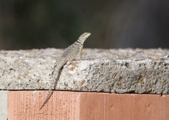 Sceloporus cyanogenys