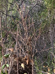 Dirca occidentalis