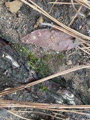 Brachytheciaceae