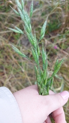 Bromus hordeaceus