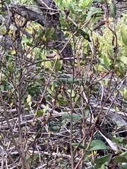Dirca occidentalis