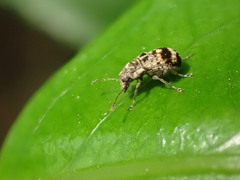 Etnalis spinicollis