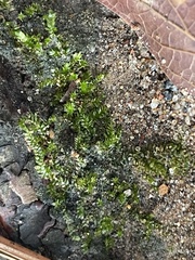 Brachytheciaceae