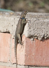 Sceloporus cyanogenys