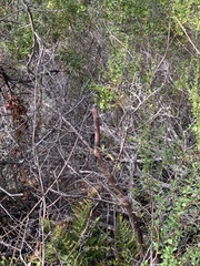 Dirca occidentalis