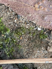 Brachytheciaceae
