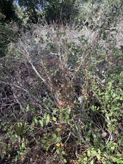 Dirca occidentalis