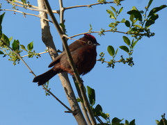 Coryphospingus cucullatus