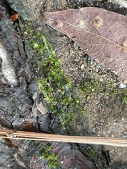 Brachytheciaceae