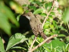 Myiarchus swainsoni
