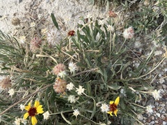 Berlandiera lyrata