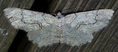 Cymatophora approximaria