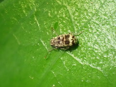 Etnalis spinicollis