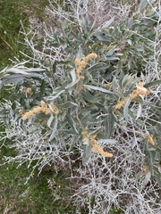 Atriplex cinerea