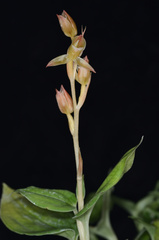 Eucosia cordata