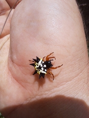 Austracantha minax
