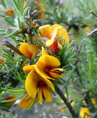 Pultenaea laxiflora