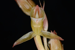Eucosia cordata