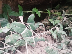 Passiflora exoperculata