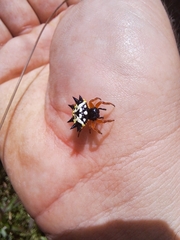 Austracantha minax