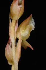 Eucosia cordata