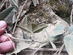 Passiflora exoperculata