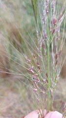 Austrostipa mollis