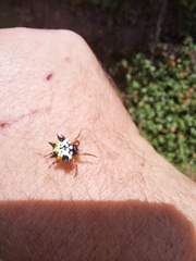 Austracantha minax