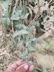 Passiflora exoperculata