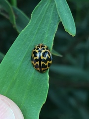 Cleobora mellyi