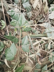 Passiflora exoperculata