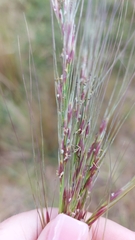 Austrostipa mollis