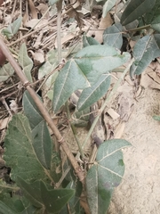 Passiflora exoperculata