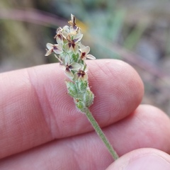 Plantago floccosa