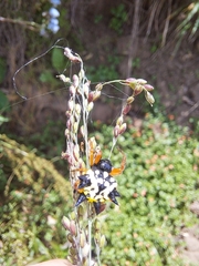 Austracantha minax