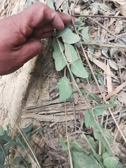 Passiflora exoperculata