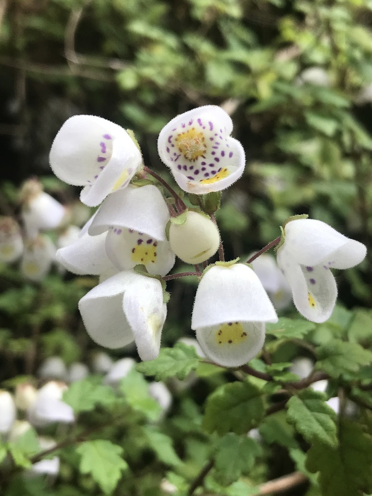 Jovellana