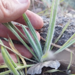 Plantago floccosa
