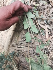 Passiflora exoperculata