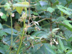 Stagmomantis