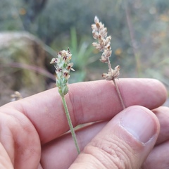 Plantago floccosa