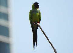 Aratinga nenday